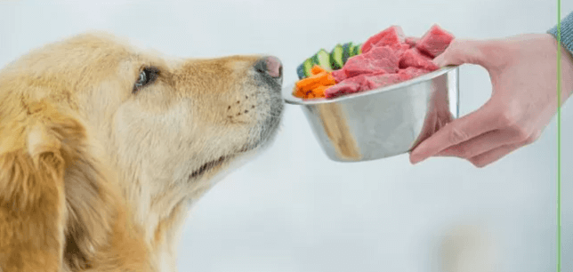 Dine and Shine: How Premium Dog Food Enhances Your Pet's Vitality