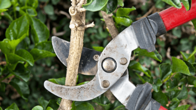 Essential Tools Every Gardener Needs in Their Arsenal