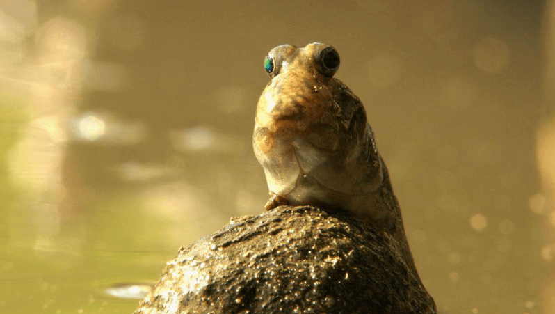 Cute:01axwzeivdq= Mudskipper