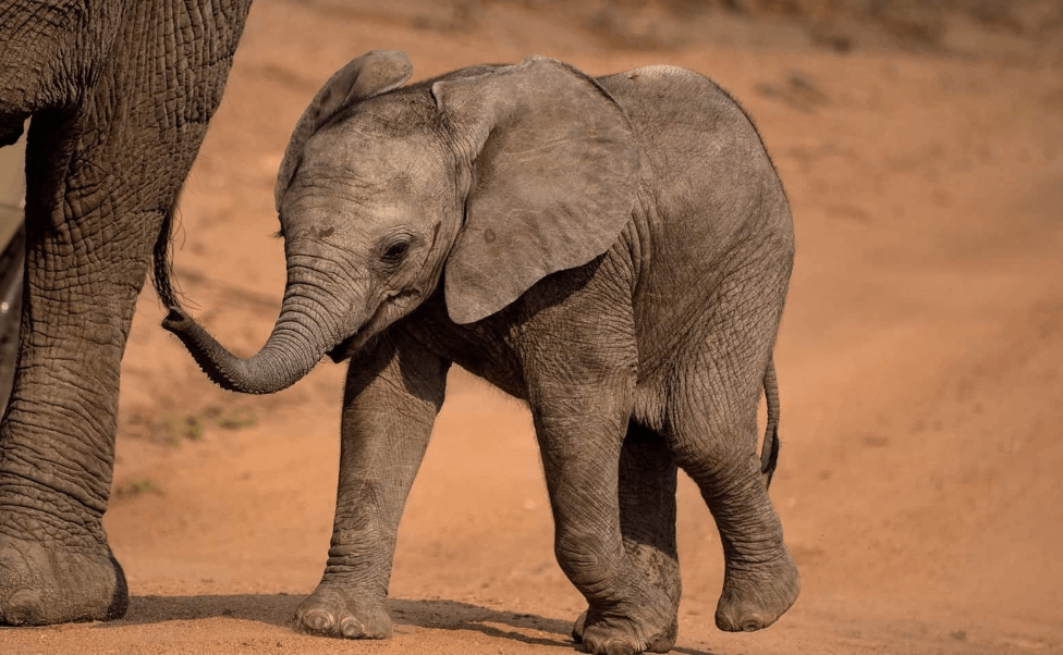 Cute:4bsfaz3zbgk= Baby Elephant