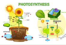 Simple:5cxrwgq1iei= Photosynthesis Diagram