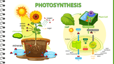 Simple:5cxrwgq1iei= Photosynthesis Diagram