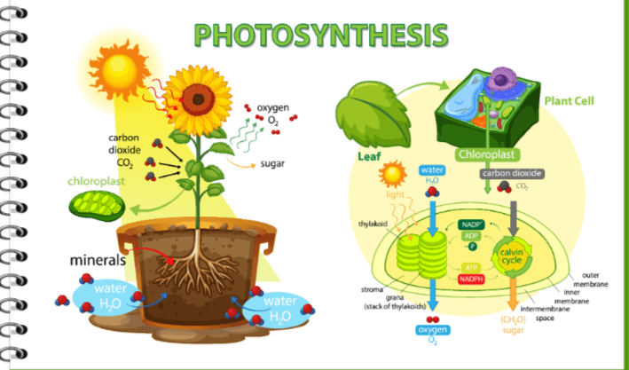 Simple:5cxrwgq1iei= Photosynthesis Diagram