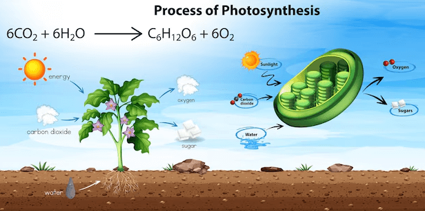 Simple:5cxrwgq1iei= Photosynthesis Diagram