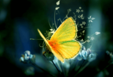 Wallpaper:Acpdg-1s3ts= Butterfly