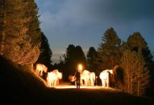 bhagyalaxmi result comprehensive overview