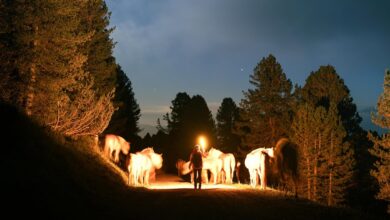 bhagyalaxmi result comprehensive overview