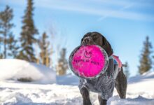 nexus hyper arc model